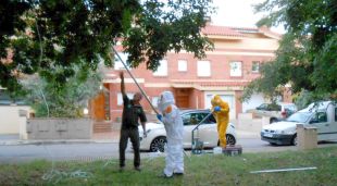 Efectius de la brigada retirant un dels nius de vespa asiàtica localitzats a Girona