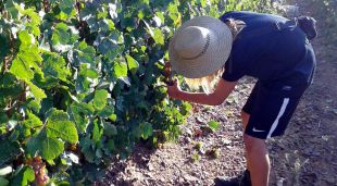 Un home veremant en una vinya de Colera