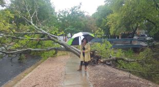 Núria Auguet davant un arbre caigut per l'efecte de l'huracà Harvey a Austin (Texas)