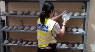 Una mosso d'esquadra d'esquena que manipula el material arqueològic intervingut