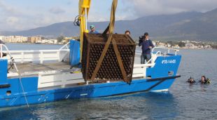 El procés d'enlairament d'una de les gàbies amb ampolles de vi a les instal·lacions de la confraria de Roses