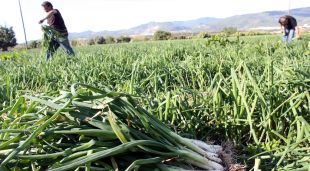 Manat de calçots en primer terme i al fons, dos pagesos de Valls arrencant cebes, en una finca del terme