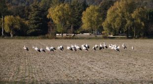 El grup de cigonyes que per primer cop hiverna a l'estany de Banyoles