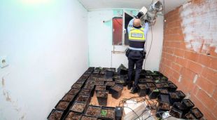 Una part de la plantació trobada al barri del Culubret de Figueres