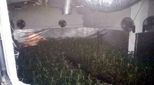 Pla general de la plantació de marihuana descoberta a la casa de Llagostera