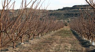 Una explotació afectada per la sequera a Escarp (Segrià)