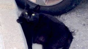 La 'Muesca' era una gata que vivia a la colònia del carrer Astúries de Blanes