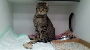 La gata, a qui han batejat com a 'Lali', a la clínica veterinària; els perdigons li van seccionar la medul·la