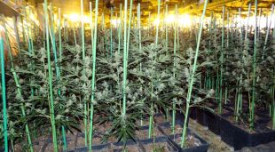 Part de la plantació de marihuana descoberta pels Mossos d'Esquadra a Figueres