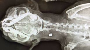 La imatge de la radiografia del gat que va morir a l'Escala per l'impacte d'un balí