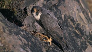 falcó, peregrí