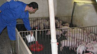 granja, porcs, trujes