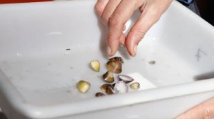 Exemplars de la petxina asiàtica extreta de l'Estany de Banyoles