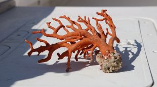 Una mostra de corall vermell pescat a la Costa Brava (arxiu)