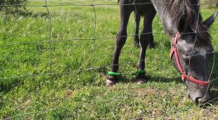 L'estat en què estava un dels cavalls localitzats en una finca a Sant Pere Pescador