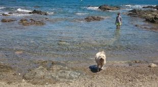 Un gos a la platja de l'Argilera de Llançà (arxiu)