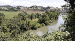 Verneda a la ribera del Ter a les Masies de Voltregà, que acull una important colònia d'ardeids