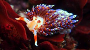 Un exemplar de Godiva quadricolor, la bavosa de mar originària de Sud-àfrica que s'ha localitzat per primer cop al litoral de Catalunya