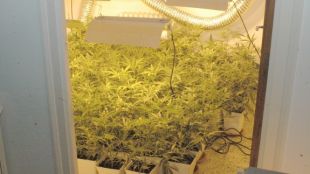 marihuana, mossos d'esquadra