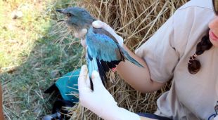 Un exemplar de pollet de gaig blau localitzat en un dels nius del projecte