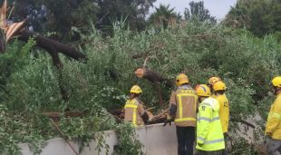 Bombers, ADF i Policia Local retiren un arbre caigut a l'N-II a Cabrera de Mar