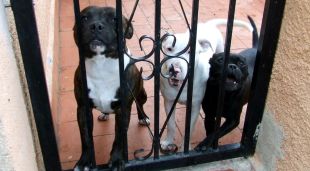 Els tres gossos de raça potencialment perillosa que estaven desatesos