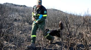 El gos ensinistrat amb el qual els agents rurals pentinen els focus de l'incendi de Roses