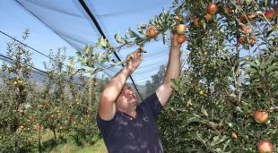 Un dels responsables de Mas Cal Gintó, Jordi Pont, collint les primeres pomes de muntanya de la temporada a Mosoll