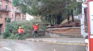 L'arbre que ha caigut a la pujada de les Pedreres
