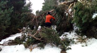 Un moment dels treballs de neteja de branques d'arbres que s'han dut a terme en un dels punts del Parc Natural del Cadí-Moixeró