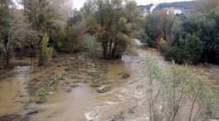 El Ter al seu pas per la zona de Pedret