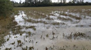 Un camp inundat a Palol de Vilatenim