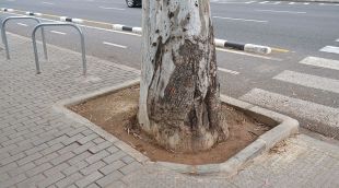 Escocell d'un eucaliptus