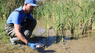Un tècnic del Consorci de l'Estany alliberant una tortuga autòctona