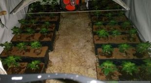 Pla general de la plantació de marihuana descoberta a Sarrià de Ter (Gironès)