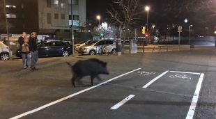 El porc senglar, passejant per la ciutat davant l'atenta mirada de dos veïns