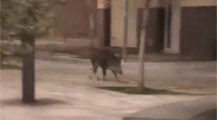 El senglar passejant per la Riera Ginjolers, ahir a la nit