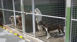 Centre d'Acollida d'Animals de Companyia a la Selva amb alguns dels gossos que han recollit al carrer