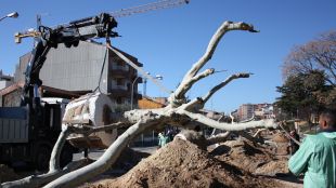 trasplantament, plataners, Figueres, Passeig Nou