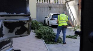 La marihuana decomissada per la Guàrdia Civil a la urbanització Aiguaviva Parc de Vidreres