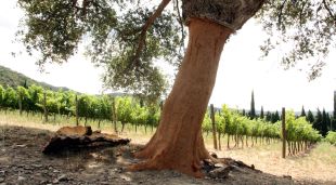 Imatge d'una alzina surera en un camp de vinyes de l'Alt Empordà
