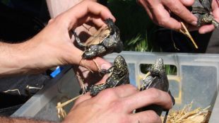 morgat, tortugues
