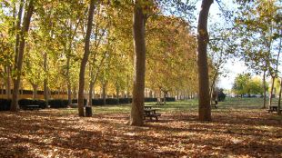 devesa, arbres