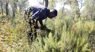 Un treballador del projecte Boscos Actius tallant bruc a les Gavarres