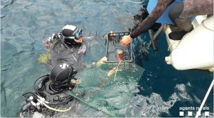 Dos submarinistes en l'operatiu per reimplantar el corall