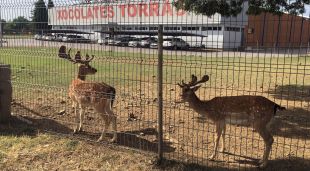 Dues daines i la fàbrica de Xocolates Torras de Cornellà del Terri (Pla de l'Estany)