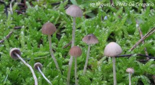 L'espècie de fong localitzada per primera vegada al Parc Natural del Montgrí