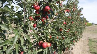 Una de les pomeres a punt per començar la recollida en una de les plantacions de Poma de Girona