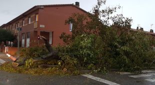 Un arbre caigut a Vilafant (Alt Empordà) per les fortes pluges