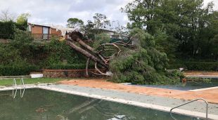 Un arbre caigut a la piscina del càmping de Gualba (Vallès Oriental) després del pas del cap de fibló